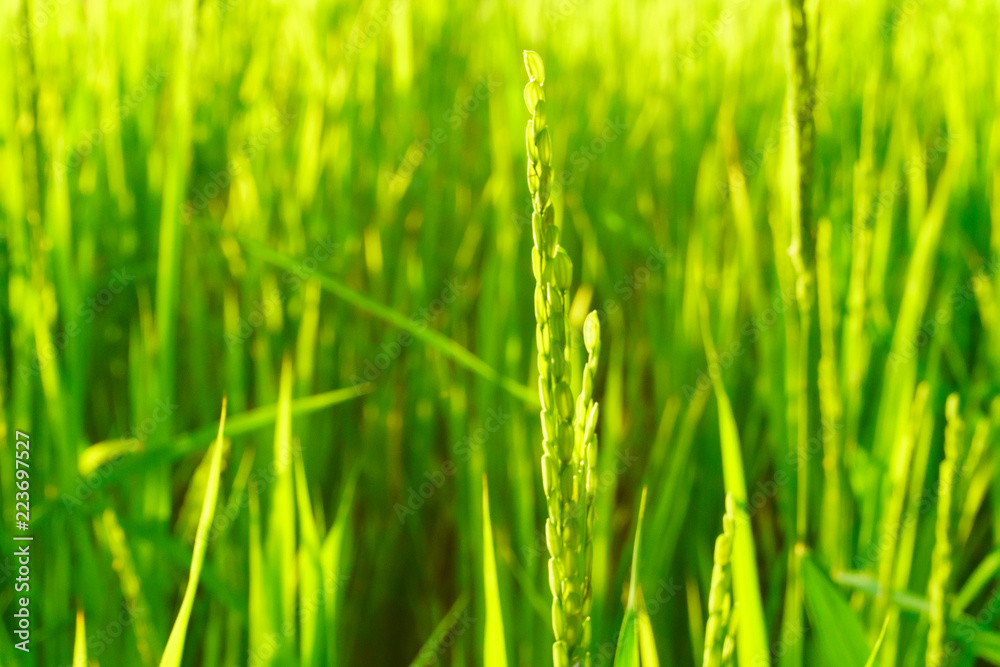 Rice field in bright green color, rice is blooming