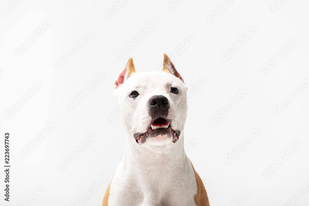 Adorable red dog sits at white background