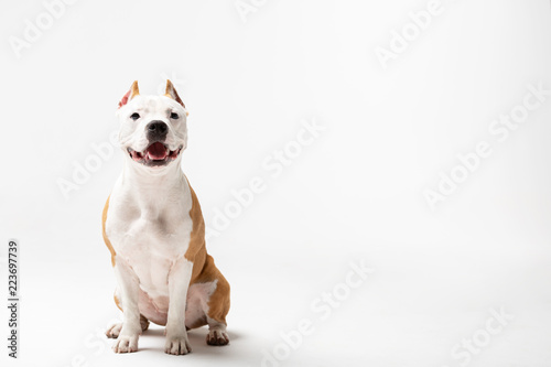 Adorable red dog sits at white background