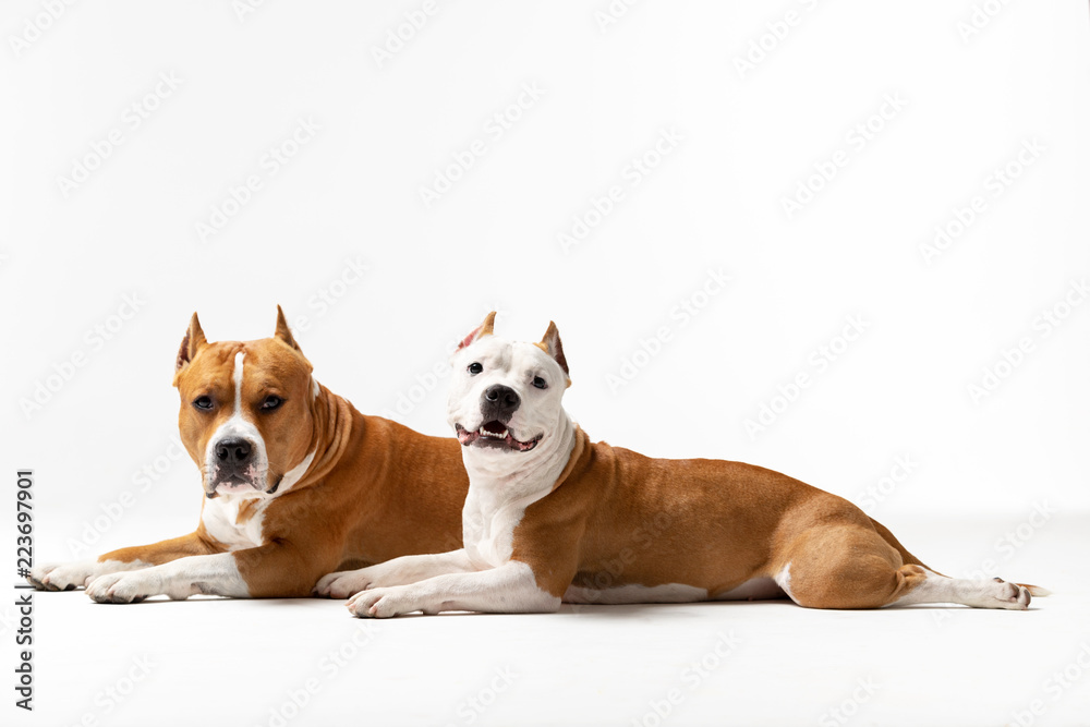 Adorable red and white dogs downs at white background