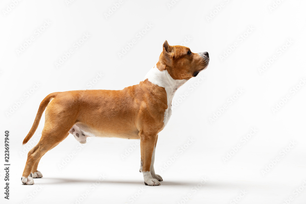 Adorable red dog stands at white background Adorable red dog stands at white background