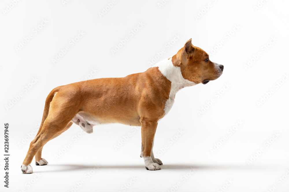 Adorable red dog stands at white background Adorable red dog stands at white background