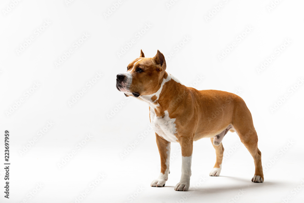 Adorable red dog stands at white background