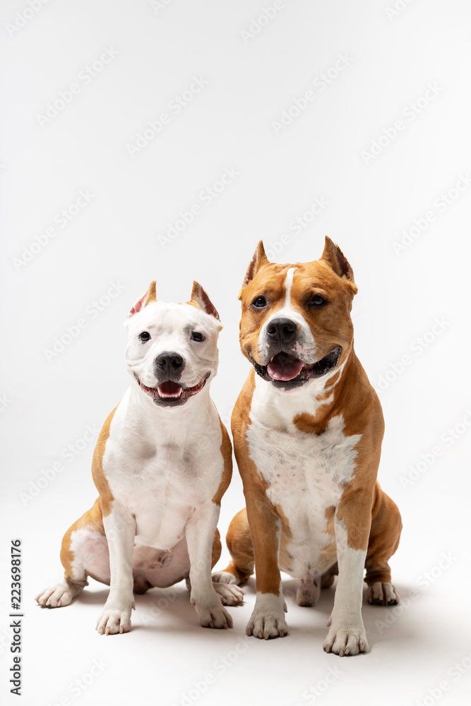 Adorable red and white dogs sits at white background