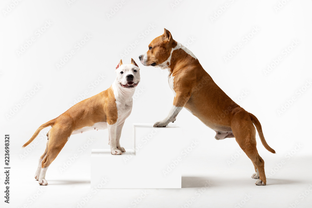 Adorable red and white dogs stands at white background