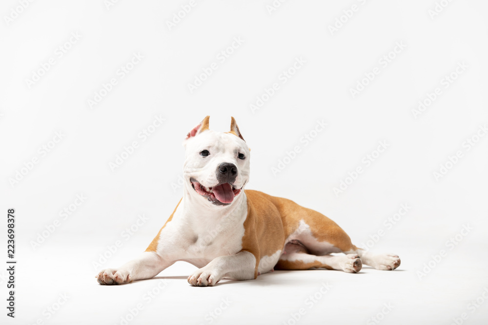 Adorable red dog downs at white background