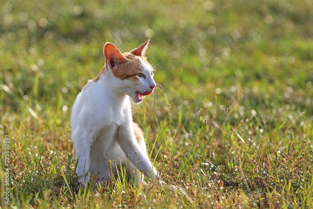 Red cat playing on the grass in warm evening Red cat playing on the grass in warm evening