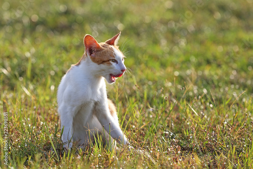 Red cat playing on the grass in warm evening
