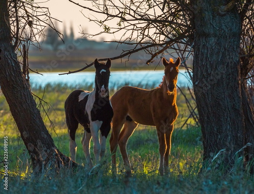 The foal is free. Horses graze in a meadow. The Volga River Delta. © Фёдор Лашков