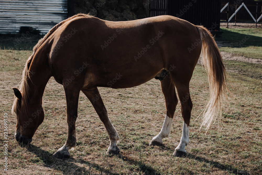 Obraz premium beautiful brown horse grazing on meadow at farm
