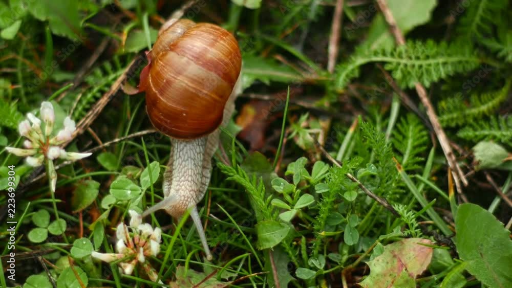 Helix pomatia also snail, edible snail or escargot, is a species of large, edible, air-breathing land snail, a terrestrial pulmonate gastropod mollusk in the family Helicidae. Helix pomatia also snail, edible snail or escargot, is a species of large, edible, air-breathing land snail, a terrestrial pulmonate gastropod mollusk in the family Helicidae.