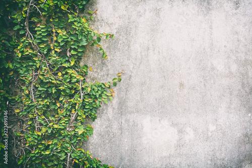 Wallpaper Mural Color classic of Ivy leaves on the wall of cement Torontodigital.ca