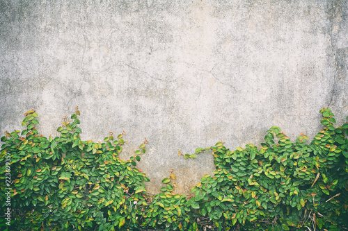 Color classic of Ivy leaves on the wall of cement © isarescheewin