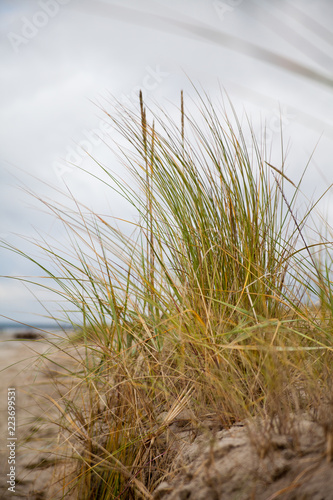 Strandhafer