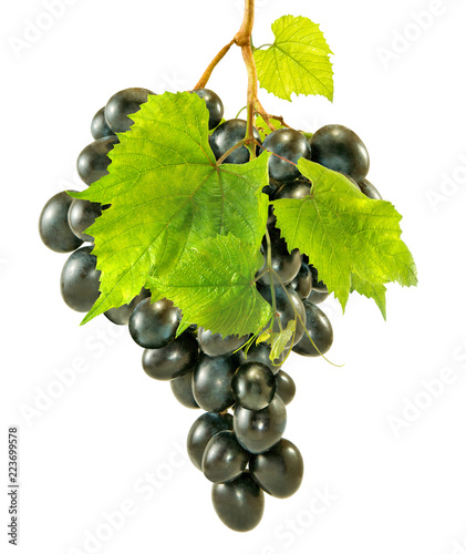 isolated image of grapevine on white background