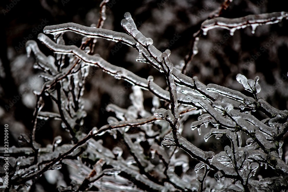 Leaf-less tree branches decorated in a coating of ice after a storm.