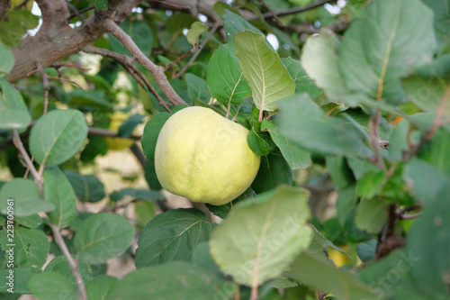 Branch of tree with ripe fruits of quince and leaves in nursery garden. Quince on branch on tree at fall.