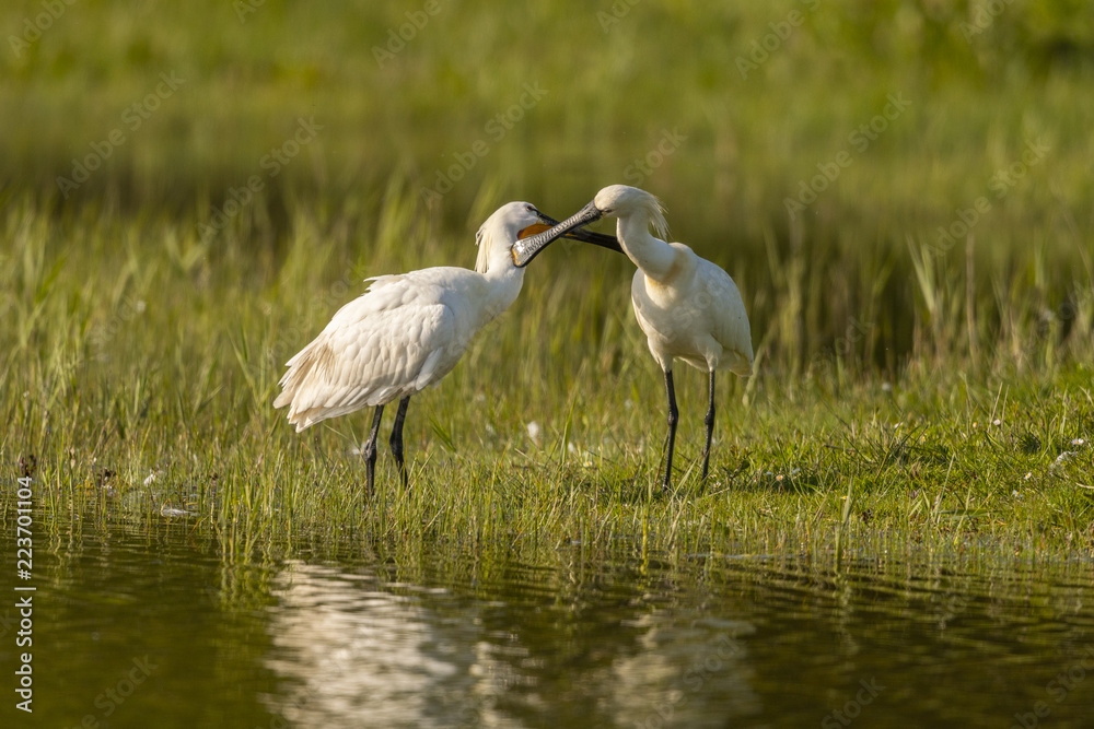 Naklejka premium Spatule blanche (Platalea leucorodia - Eurasian Spoonbill) - Grooming
