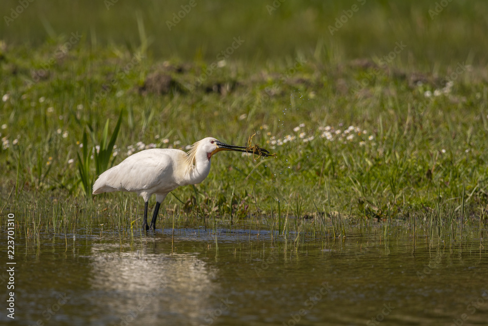 Fototapeta premium Spatule blanche (Platalea leucorodia - Eurasian Spoonbill)
