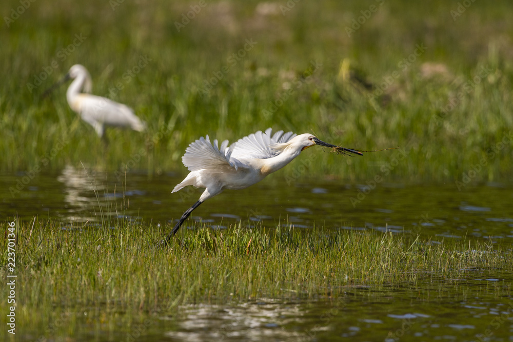 Spatule blanche (Platalea leucorodia - Eurasian Spoonbill) Spatule blanche (Platalea leucorodia - Eurasian Spoonbill)