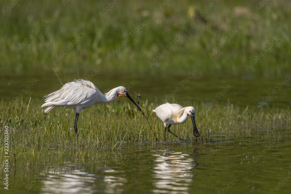 Fototapeta premium Spatule blanche (Platalea leucorodia - Eurasian Spoonbill)