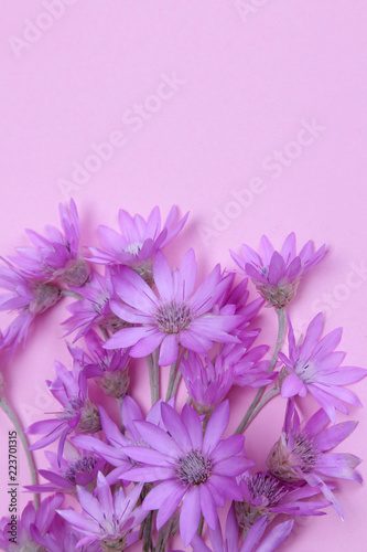 Beautiful lilac wildflowers on a bright trendy pink background. top view