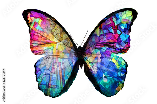 multicolored butterfly isolated on white background photo