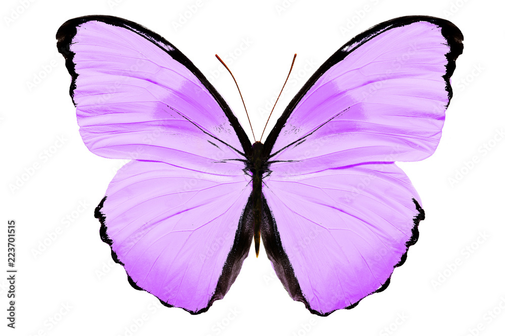 фиолетовая бабочка изолированная на белом фоне Stock Photo | Adobe Stock