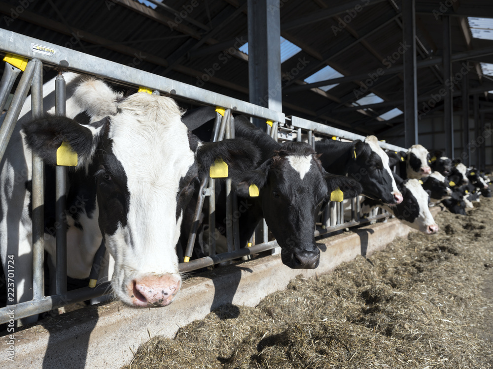 black and white spotted holstein cows feed in half open barn on dutch ...