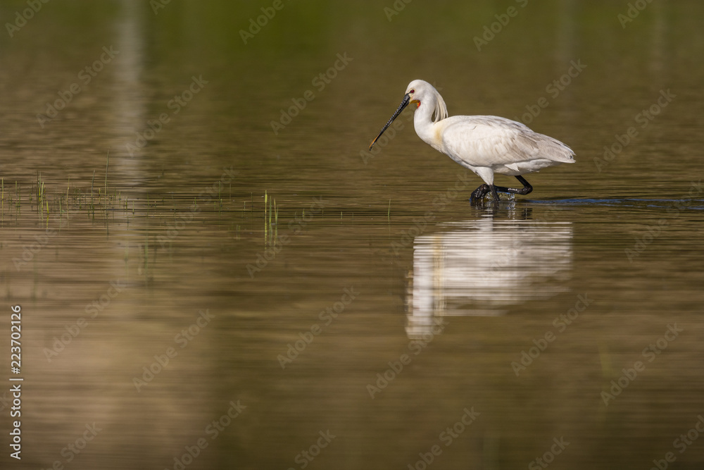 Spatule blanche (Platalea leucorodia - Eurasian Spoonbill) Spatule blanche (Platalea leucorodia - Eurasian Spoonbill)