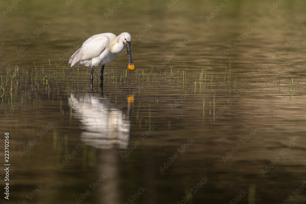 Naklejka premium Spatule blanche (Platalea leucorodia - Eurasian Spoonbill)