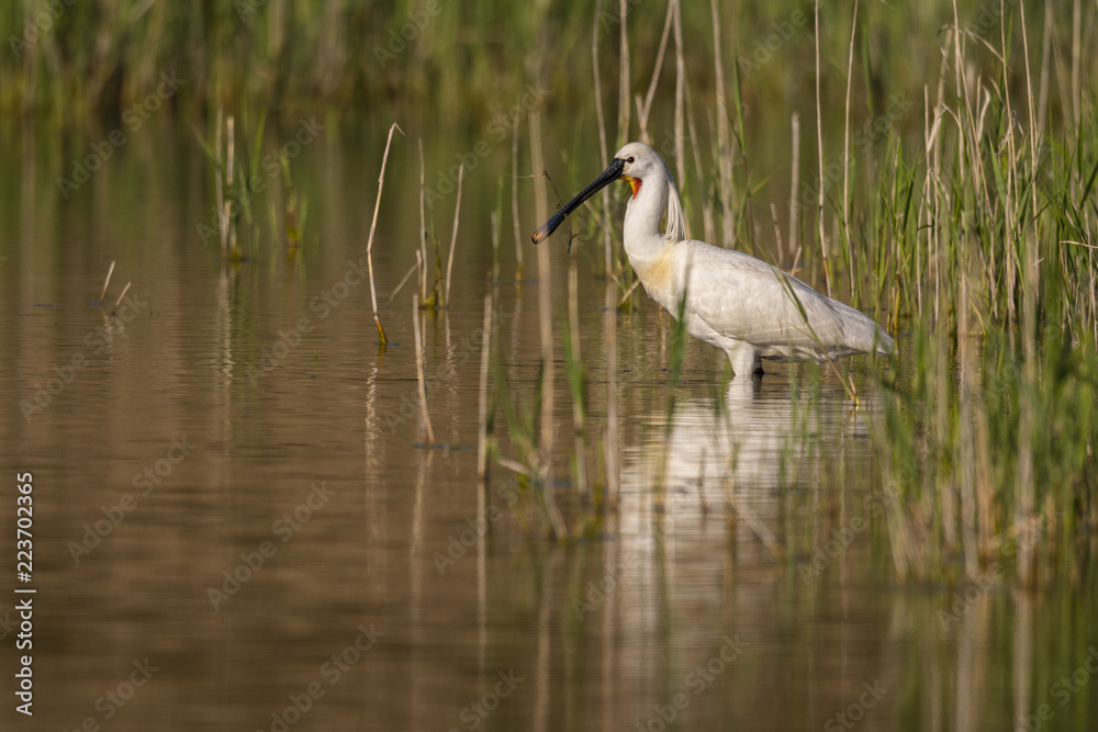 Obraz premium Spatule blanche (Platalea leucorodia - Eurasian Spoonbill)