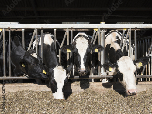 black and white spotted holstein cows feed in half open barn on dutch farm in holland