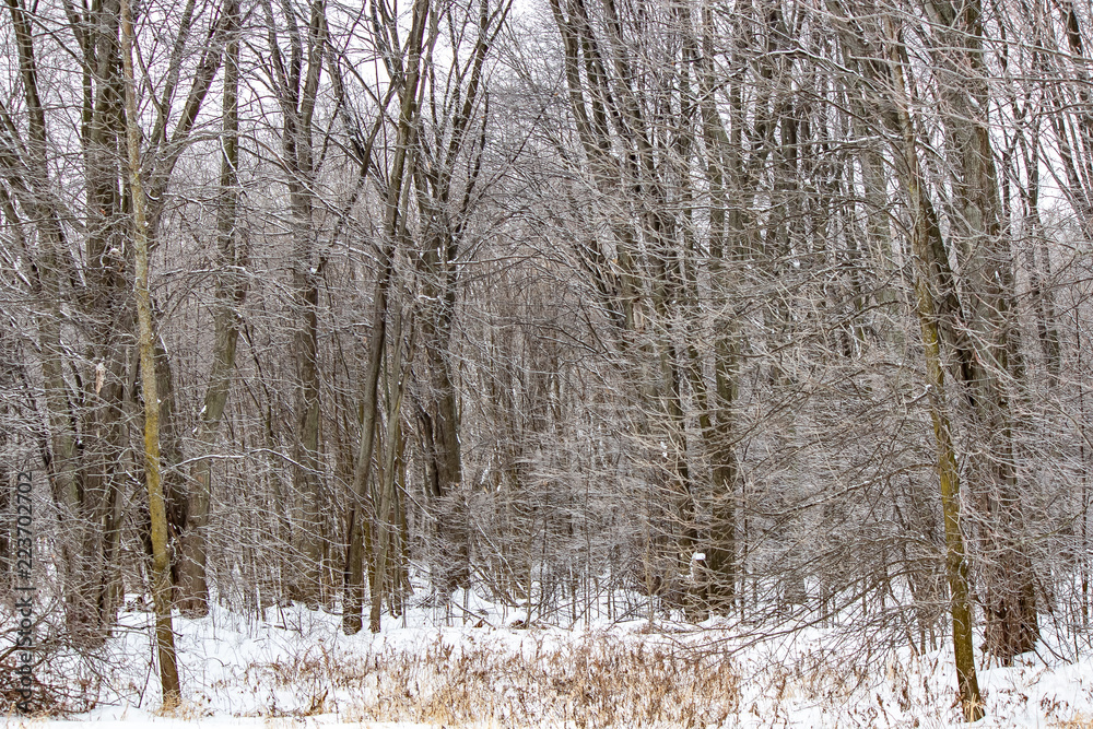 Frozen wilderness in Northern