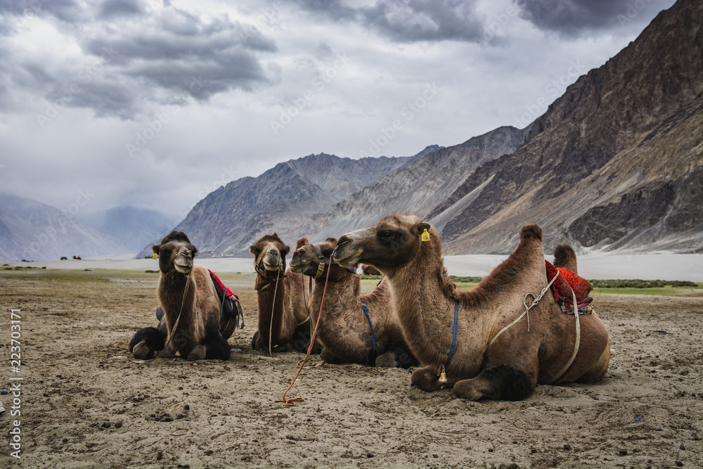 Fototapeta premium Sand dunes of Hunder, camels and cloudy skies in Nubra Valley.