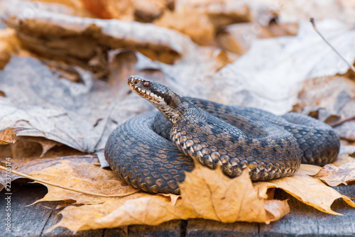 Obraz na płótnie grass snake Natrix natrix close-up