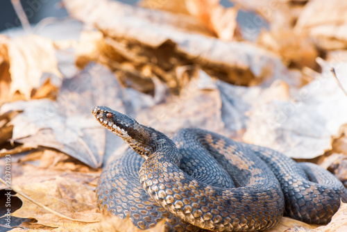 grass snake Natrix natrix close-up photo