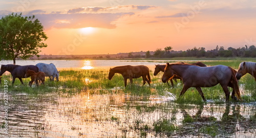 Horses swim across the river at sunset. The Volga River Delta. Spring flood on the river.