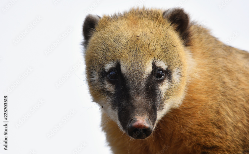 Fototapeta premium Ring Tailed Coati 