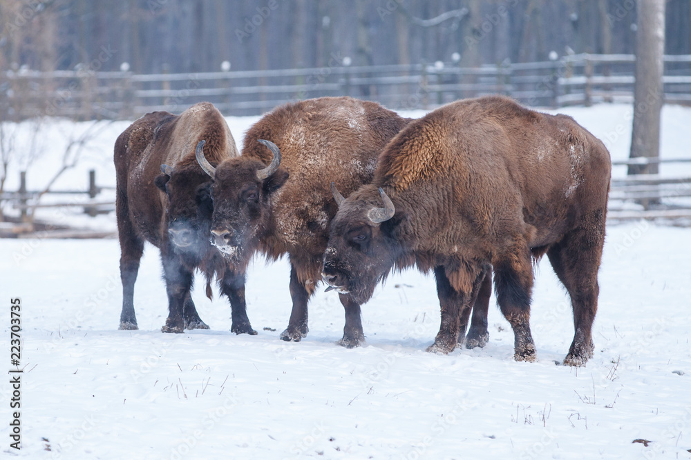 Drei Wisente im Winter (Bos bonasus) Drei Wisente im Winter (Bos bonasus)