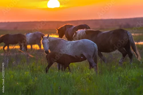 Obraz Konie pływają po rzece o zachodzie słońca. Delta Wołgi. Wiosenna powódź na rzece.