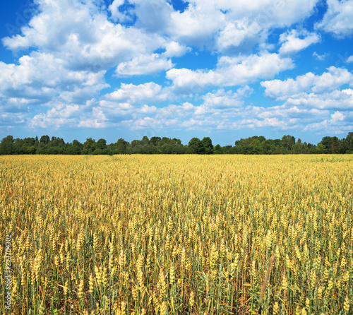 The field of wheat growing in a farm field.
