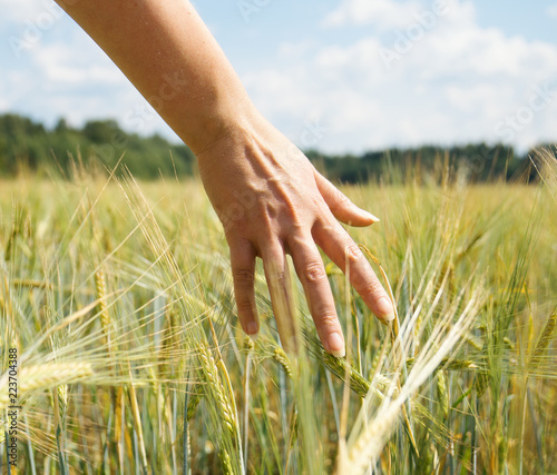 Female hand touching rye in a farm field.