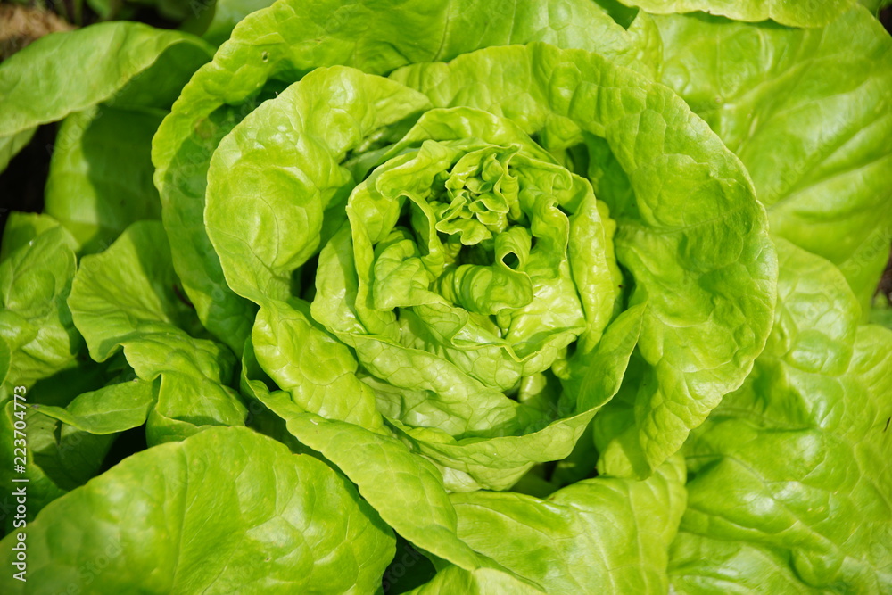 salad salad