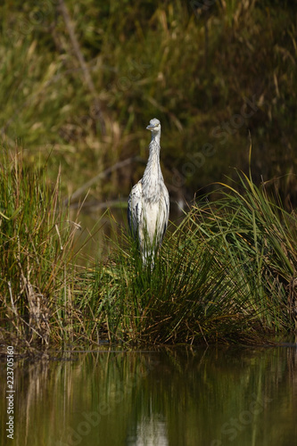 Grey heron (Ardea cinerea), real wildlife - no ZOO