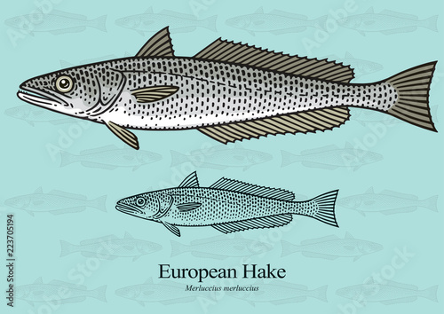 European Hake. Vector illustration with refined details and optimized stroke that allows the image to be used in small sizes (in packaging design, decoration, educational graphics, etc.)