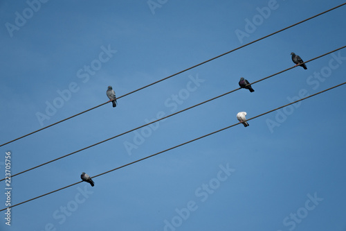 Five birds on three wires, Tel Aviv, Israel