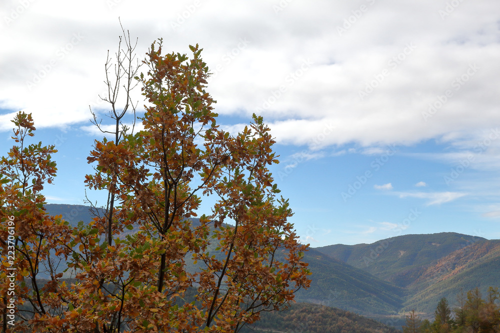 Obraz premium Branches with yellow leaves in autumn along the path from the small Yebra de Basa town to Santa Orosia church on the Pyrenees mountains, Aragon, Spain