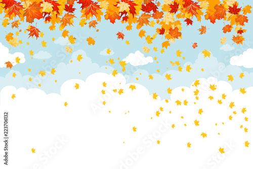 Maple leaves fall