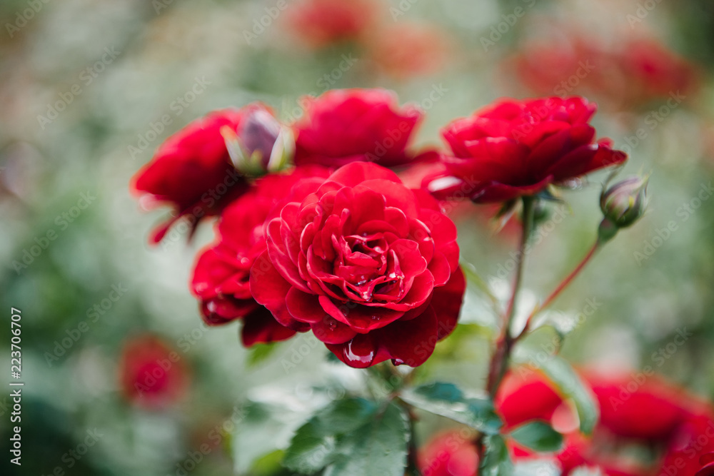 close-up shot of fresh blossoming red roses close-up shot of fresh blossoming red roses